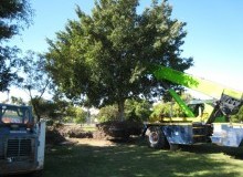 Kwikfynd Tree Management Services
munni